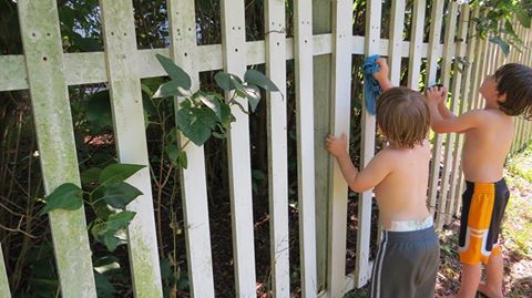 cleaning fence with Norwex